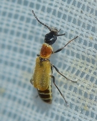 Pelochrus pallidulus