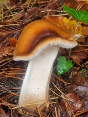 Cortinarius mucosus