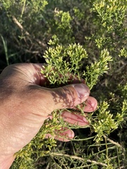 Xylothamia diffusa