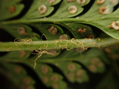 Arachniodes insularis