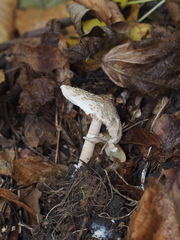 Macrolepiota mastoidea