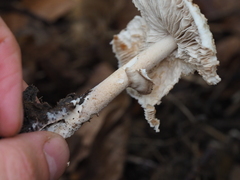 Macrolepiota mastoidea
