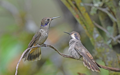 Colibri delphinae