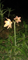 Hippeastrum