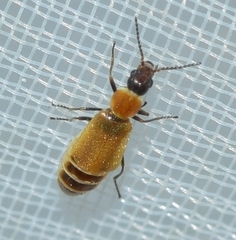 Pelochrus pallidulus