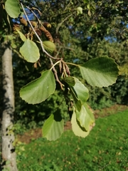 Alnus