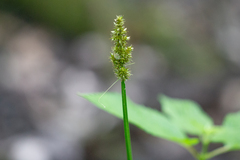 Carex stipata