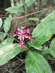 Dichorisandra thyrsiflora