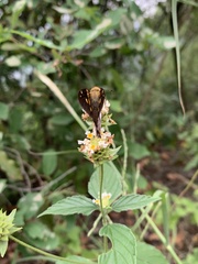 Aguna asander asander