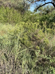 Xylothamia diffusa