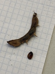 Mimosa aculeaticarpa