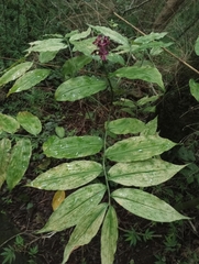 Dichorisandra thyrsiflora