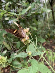 Aguna asander asander