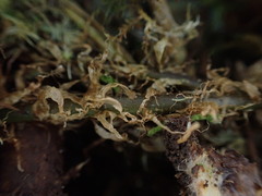 Arachniodes insularis image
