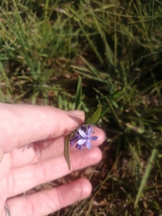 Pentanisia prunelloides