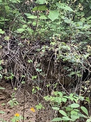 Aguna asander asander