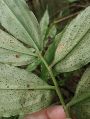 Dichorisandra thyrsiflora