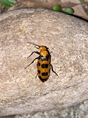 Cissites auriculata