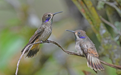 Colibri delphinae