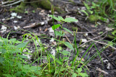 Carex stipata