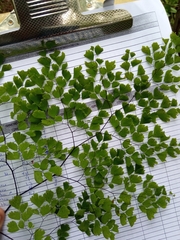 Adiantum poiretii