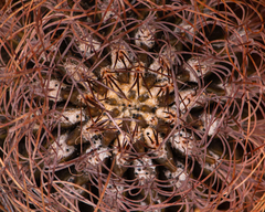 Eriosyce taltalensis