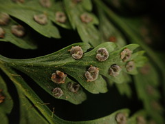 Arachniodes insularis image