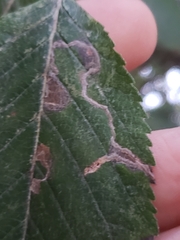 Lyonetia clerkella