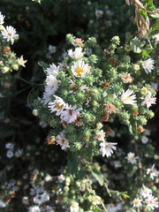 Symphyotrichum ericoides