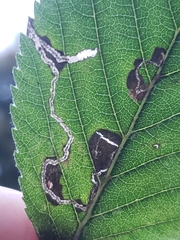 Lyonetia clerkella
