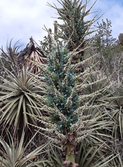 Puya alpestris