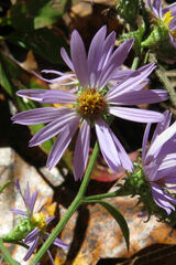 Symphyotrichum anomalum