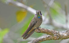 Colibri delphinae