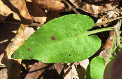 Symphyotrichum anomalum