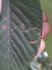 Lyonetia clerkella