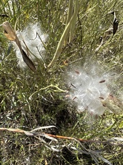 Asclepias subverticillata