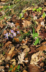 Symphyotrichum anomalum