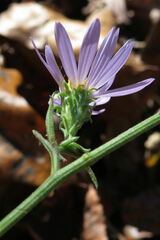 Symphyotrichum anomalum