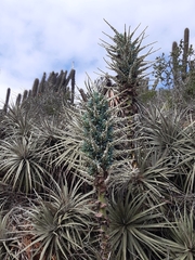 Puya alpestris