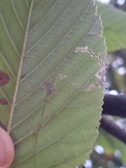 Lyonetia clerkella