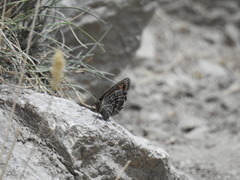 Erebia montanus