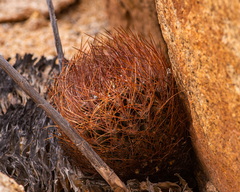 Eriosyce taltalensis