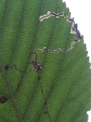 Lyonetia clerkella
