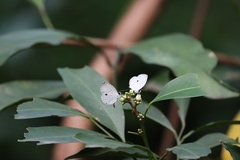 Neopithecops zalmora