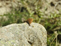 Argynnis niobe