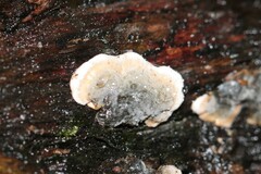 Kretzschmaria deusta