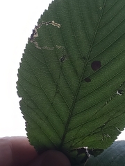Lyonetia clerkella