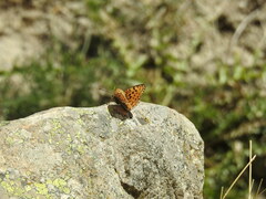 Argynnis niobe