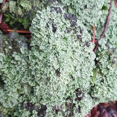Cladonia caespiticia
