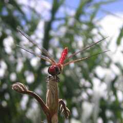 Sympetrum gilvum